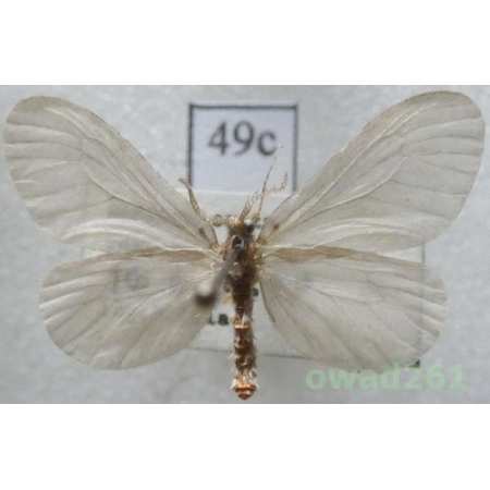 Sterrhopterix fusca (Haworth, 1809) Czech49c